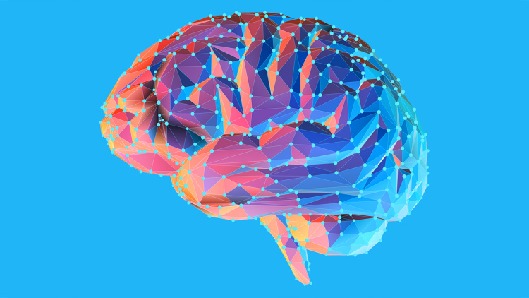 Brain illustration
